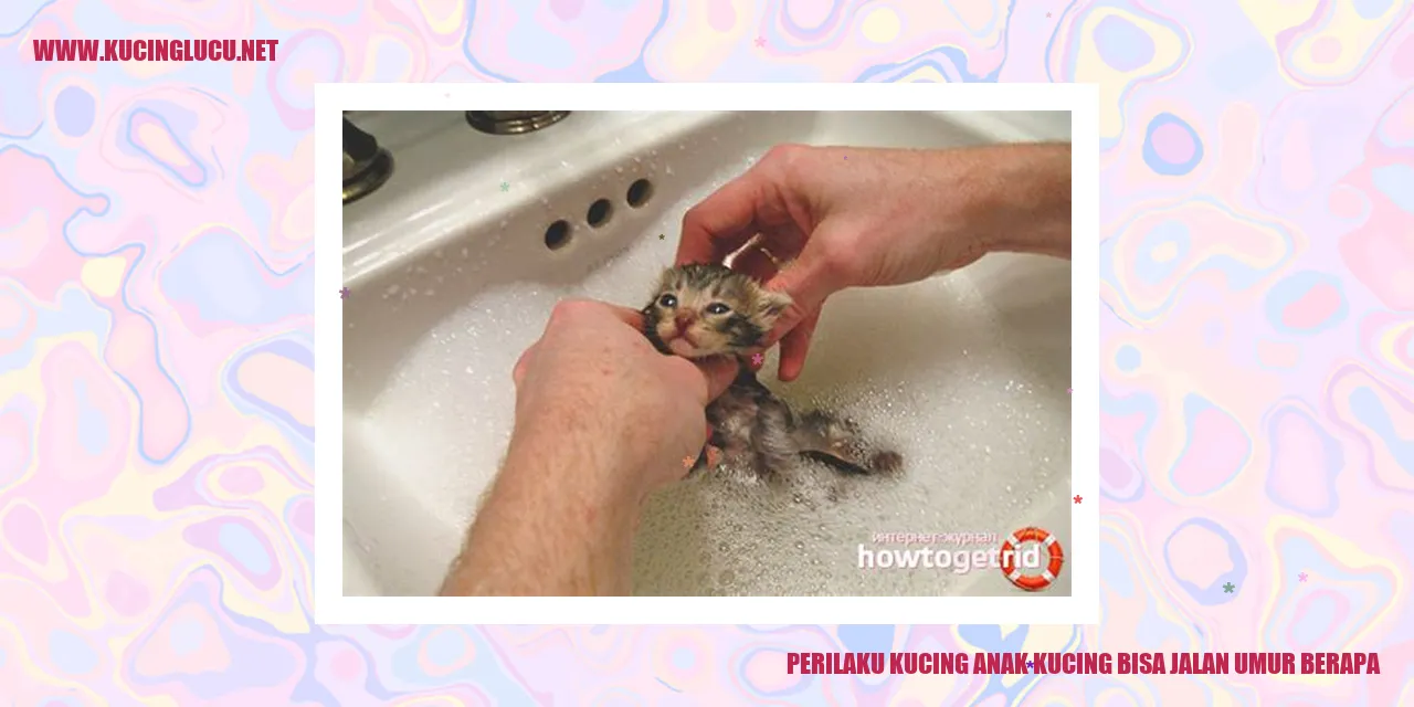 Kucing Anak Berjalan