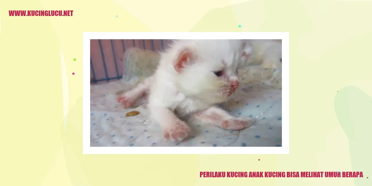 Perilaku Kucing Anak Kucing Bisa Melihat Umur Berapa