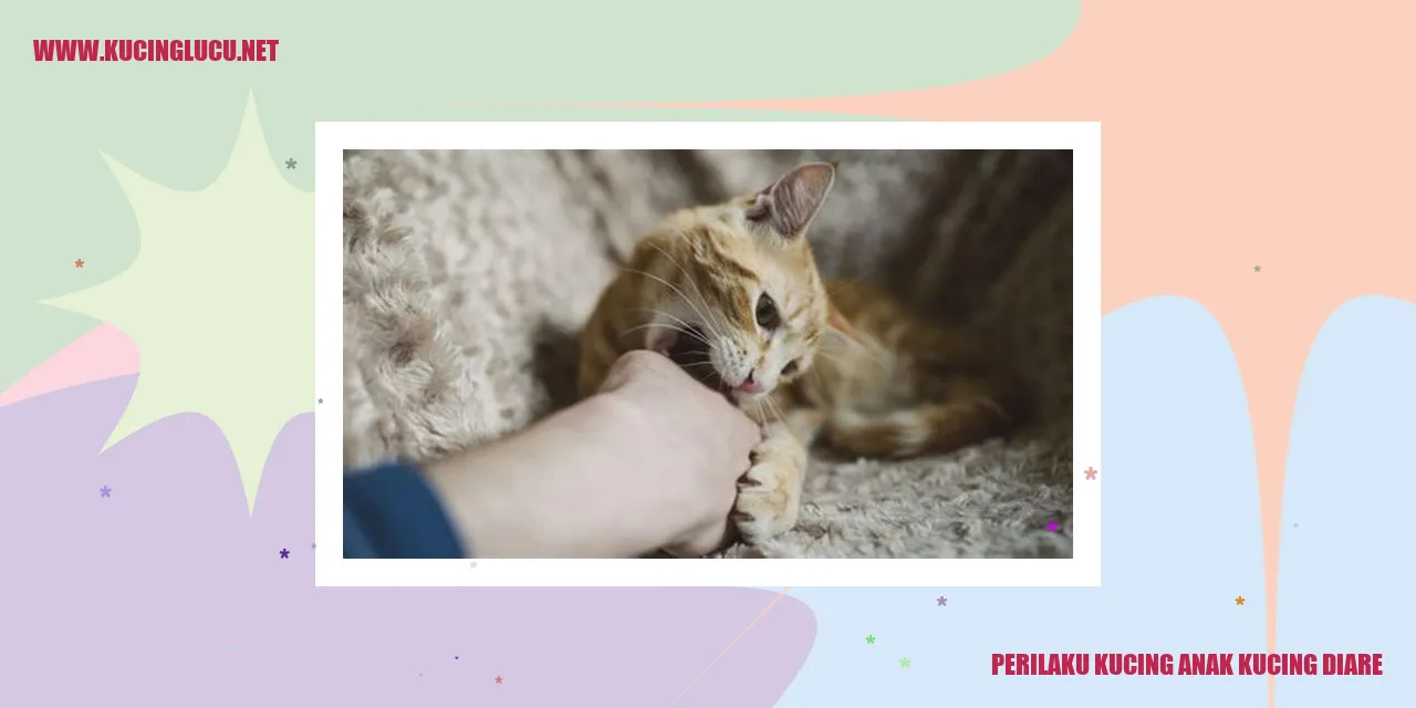 Gambar Kucing Anak Kucing Mengalami Gangguan Pencernaan