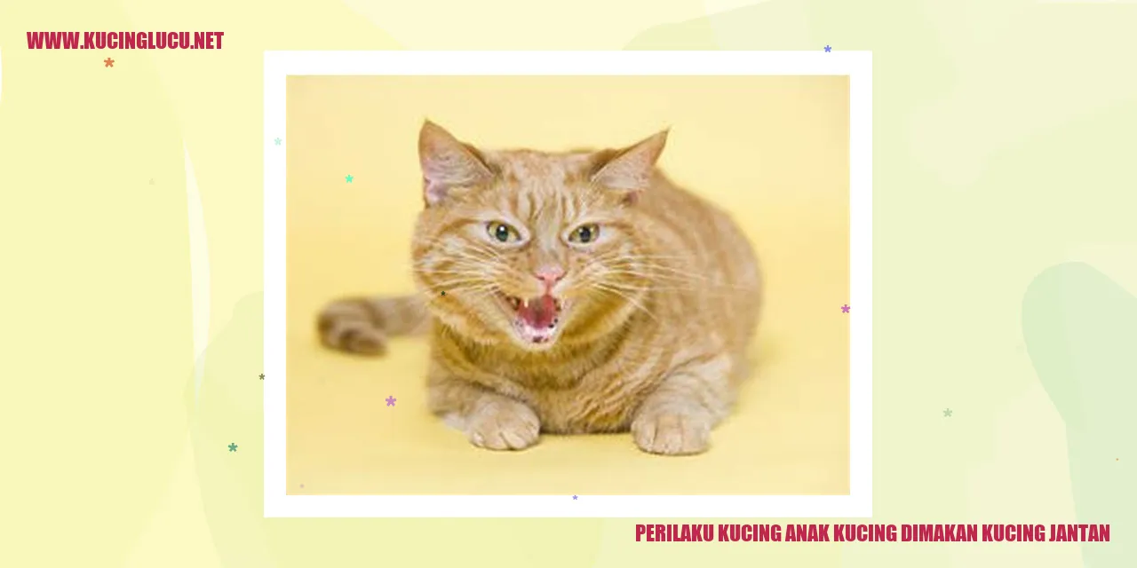 Gambar Kucing Anak Kucing Dimakan Kucing Jantan