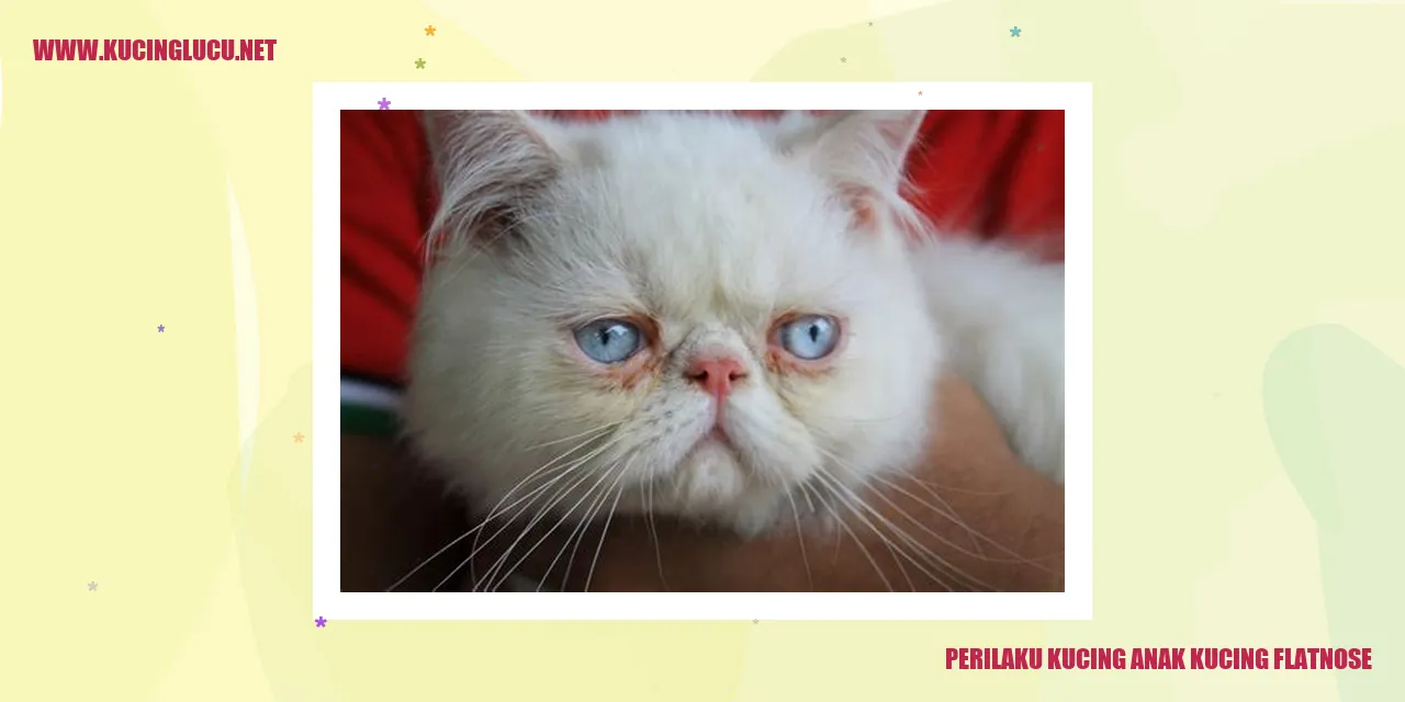 Perilaku Kucing Anak Kucing Flatnose