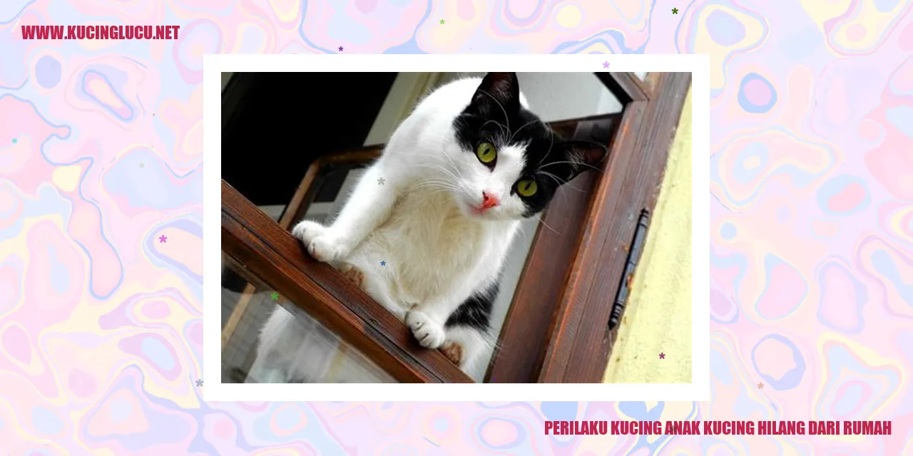 Kucing hilang dari rumah