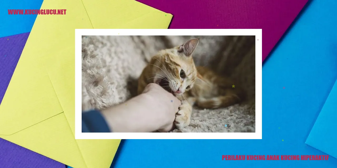 Perilaku Aktif Anak Kucing yang Melonjak-lonjak