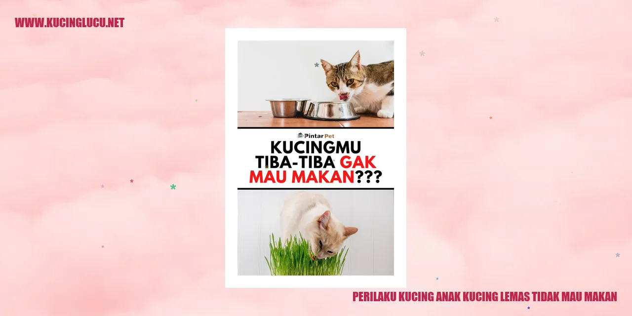 Perilaku Kucing Anak Kucing Lemas Tidak Mau Makan