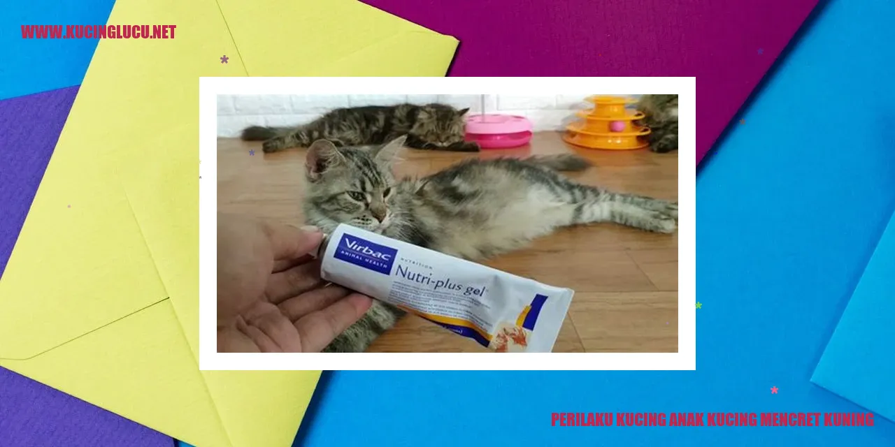 Gambar Kucing Mengalami Mencret Kuning