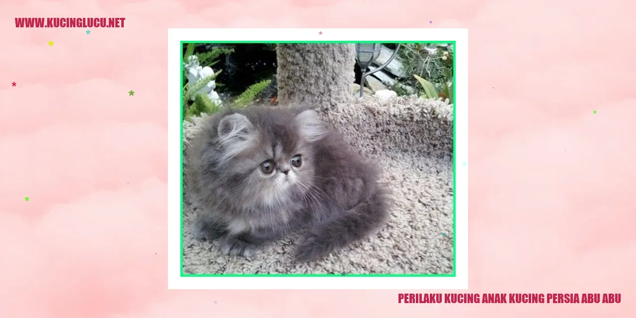 Anak Kucing Persia Abu-abu