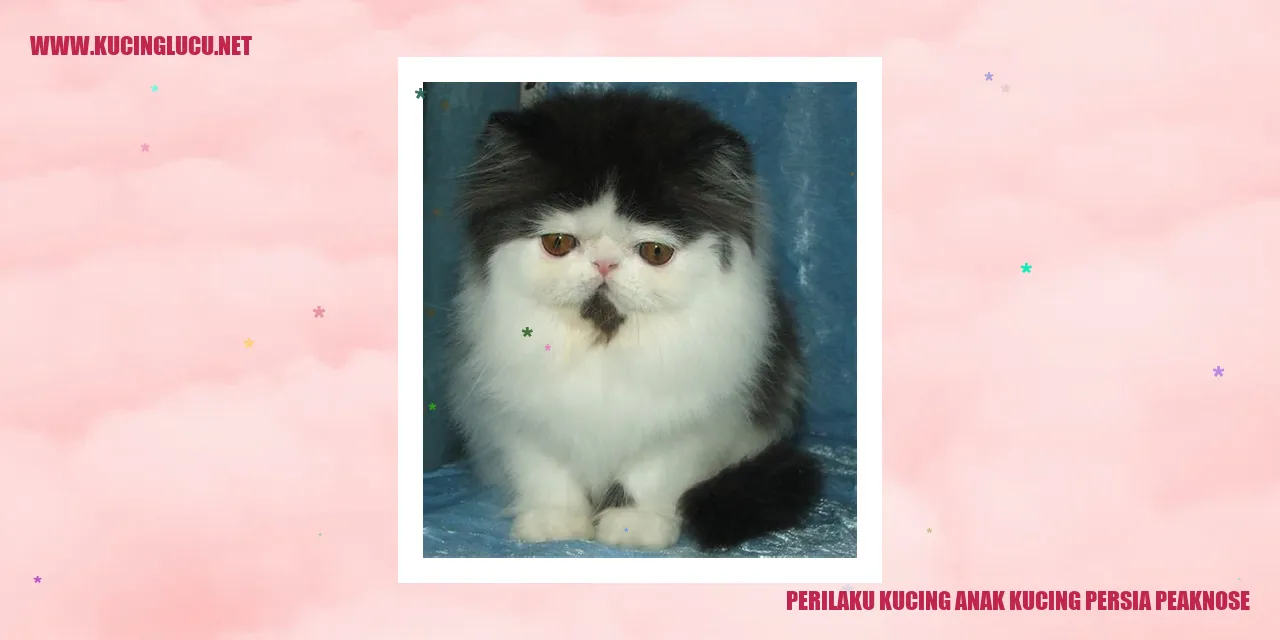 Perilaku Kucing anak kucing persia peaknose