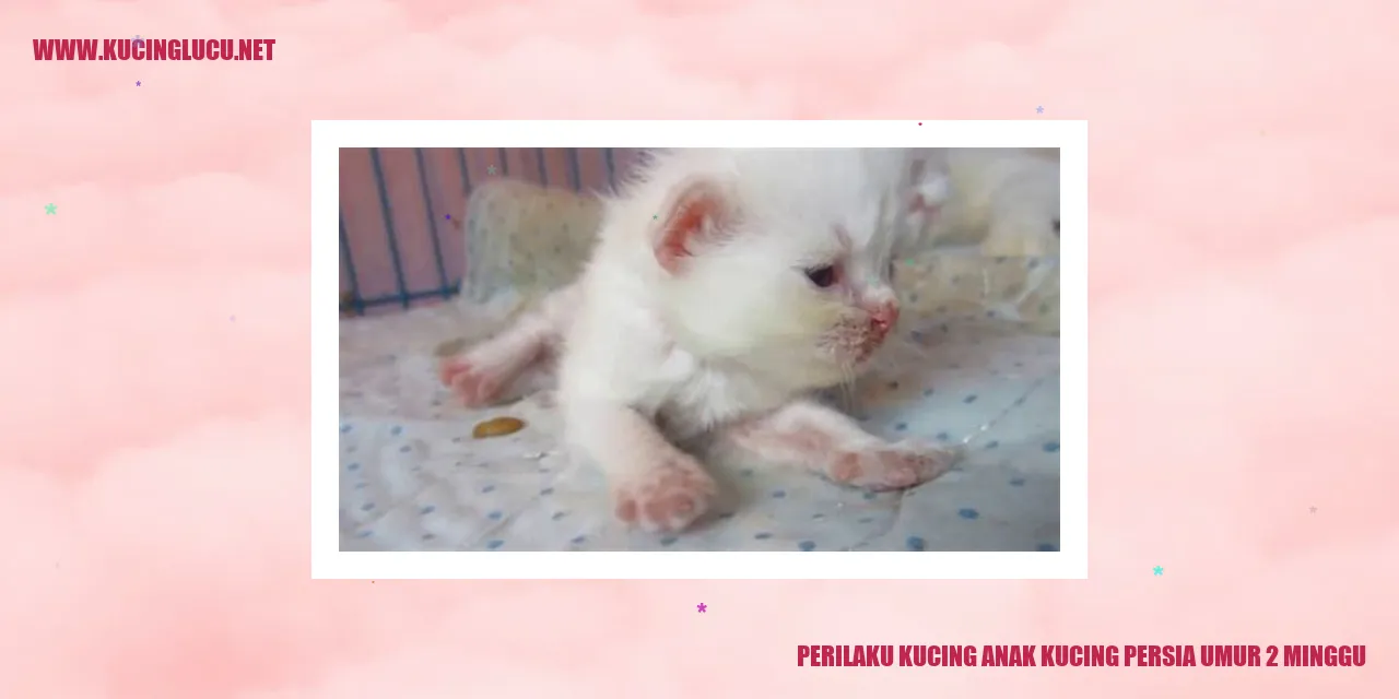 Perilaku Kucing anak kucing persia umur 2 minggu