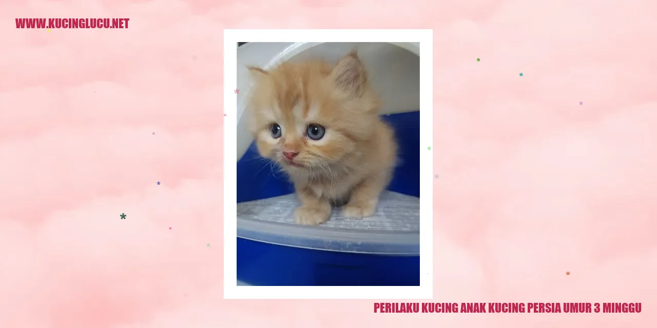 Kucing Anak Kucing Persia