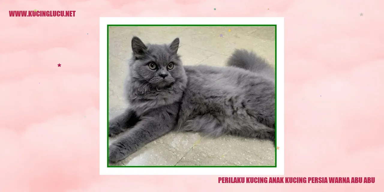 Kucing persia warna abu-abu