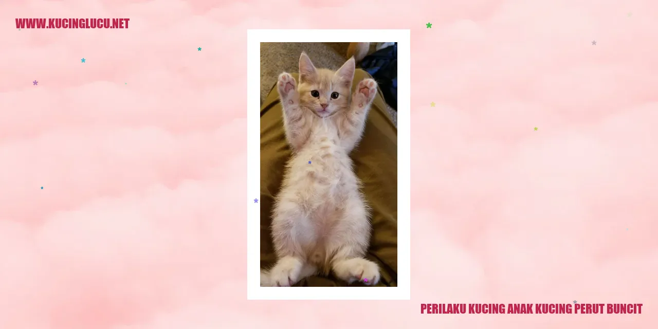 Perilaku Kucing Anak Kucing Perut Buncit