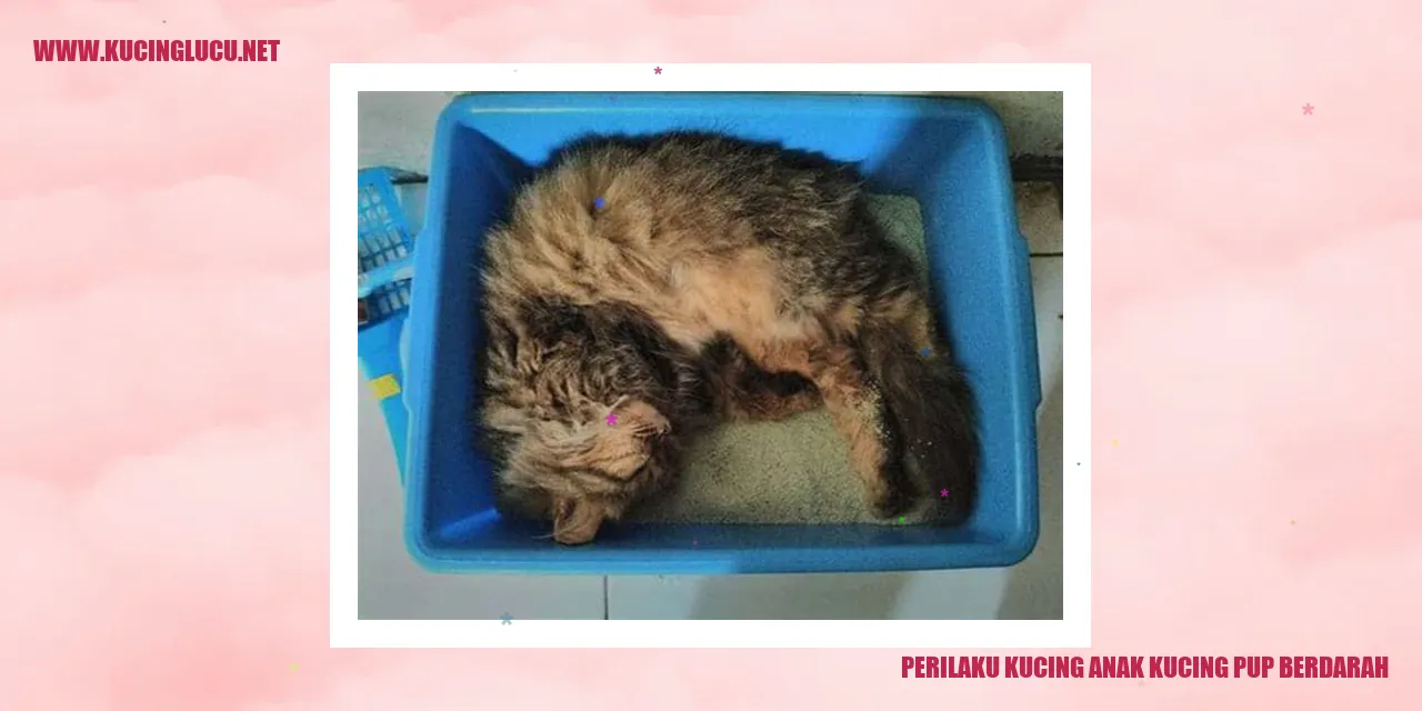 Perilaku Kucing anak kucing pup berdarah