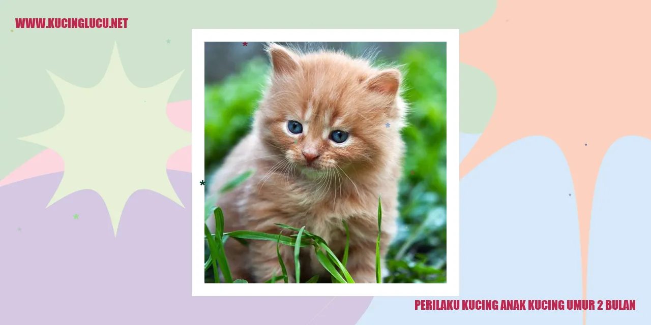Perilaku Kucing Anak Kucing Umur 2 Bulan