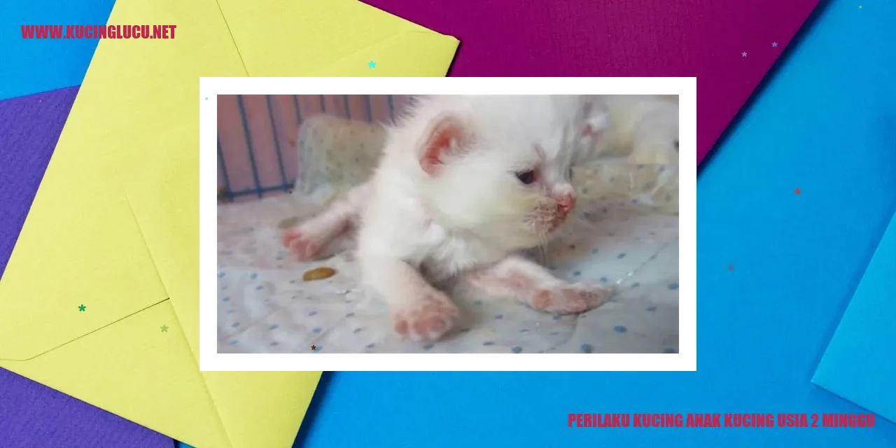 Kucing Kecil Usia 2 Minggu
