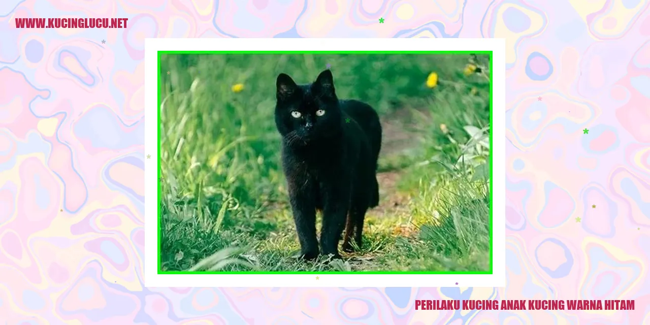 Kucing anak kucing warna hitam