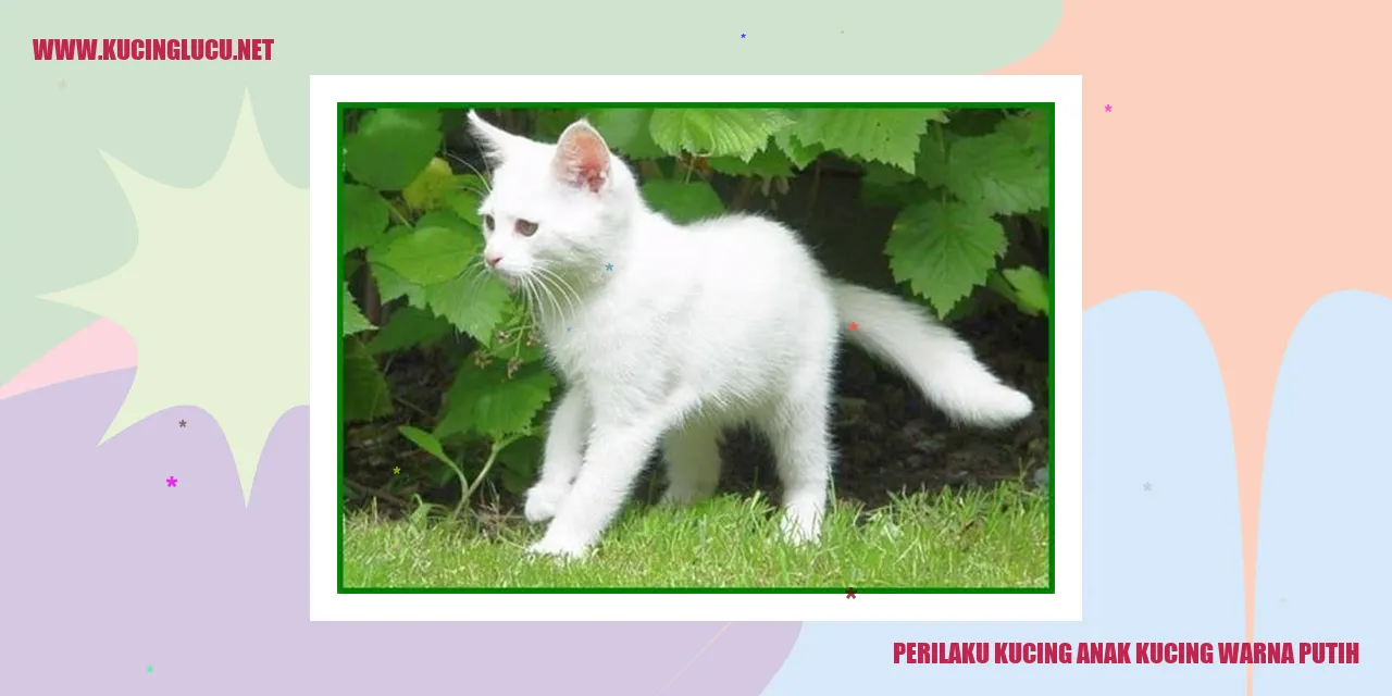 Gambar kucing putih