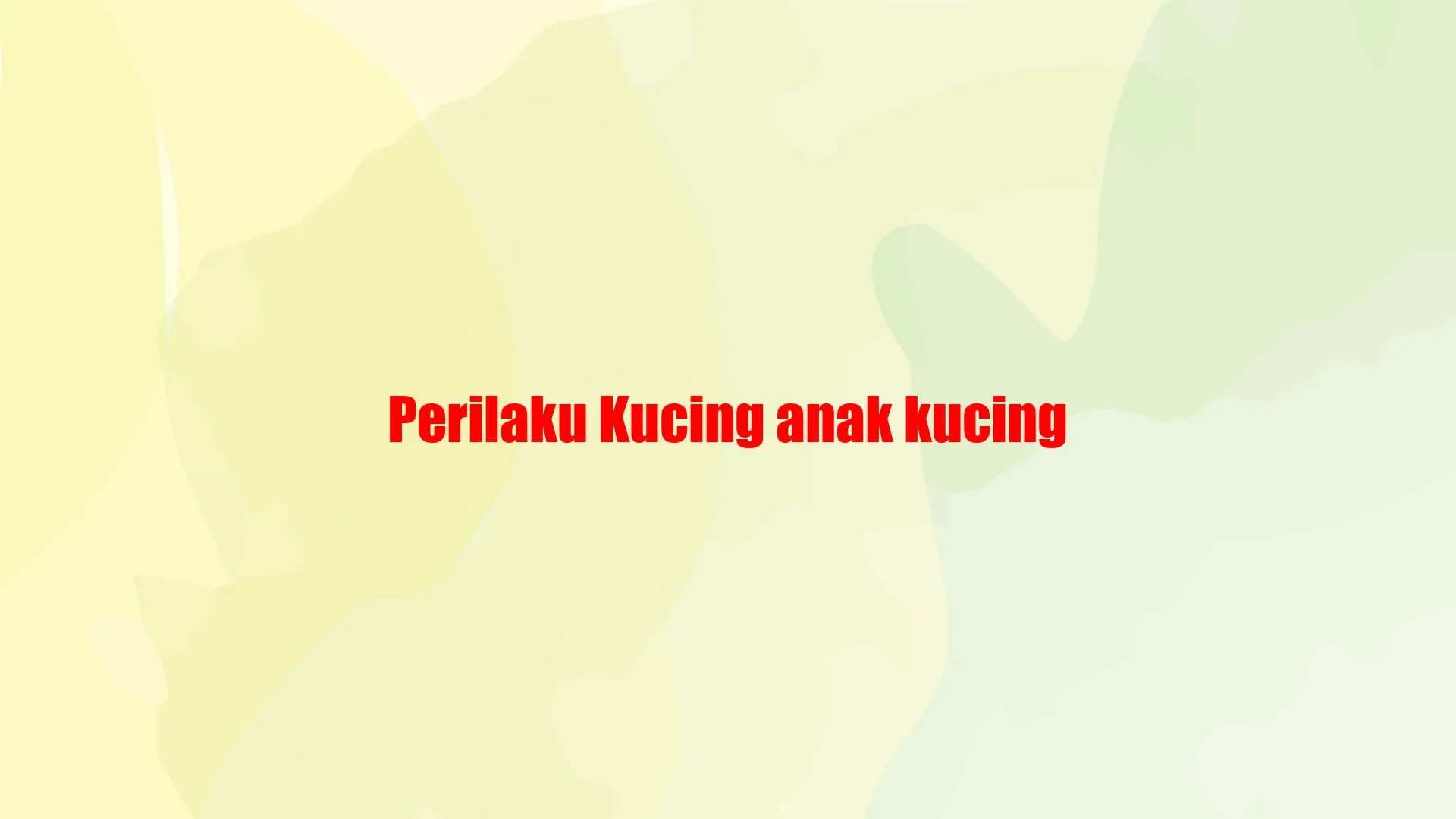 Perilaku Kucing Anak Kucing
