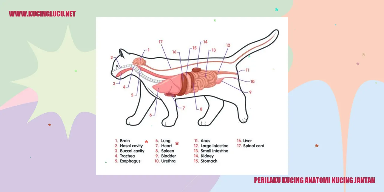 Ilustrasi Kucing Jantan