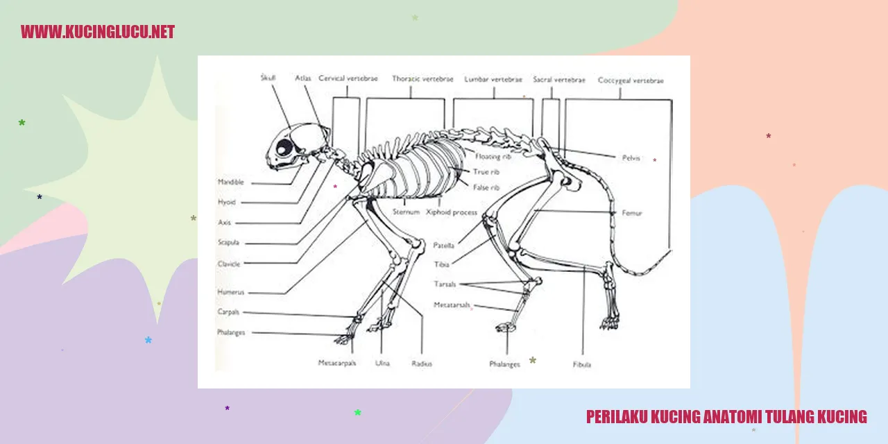 Perilaku Kucing Anatomi Tulang Kucing