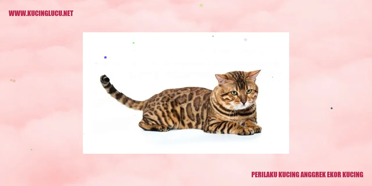 Kucing anggrek ekor kucing