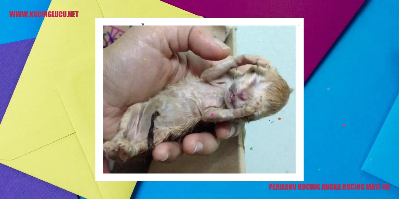 Kucing bermain di luar