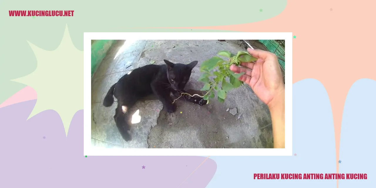 Gambar Kucing Anting-Anting Kucing
