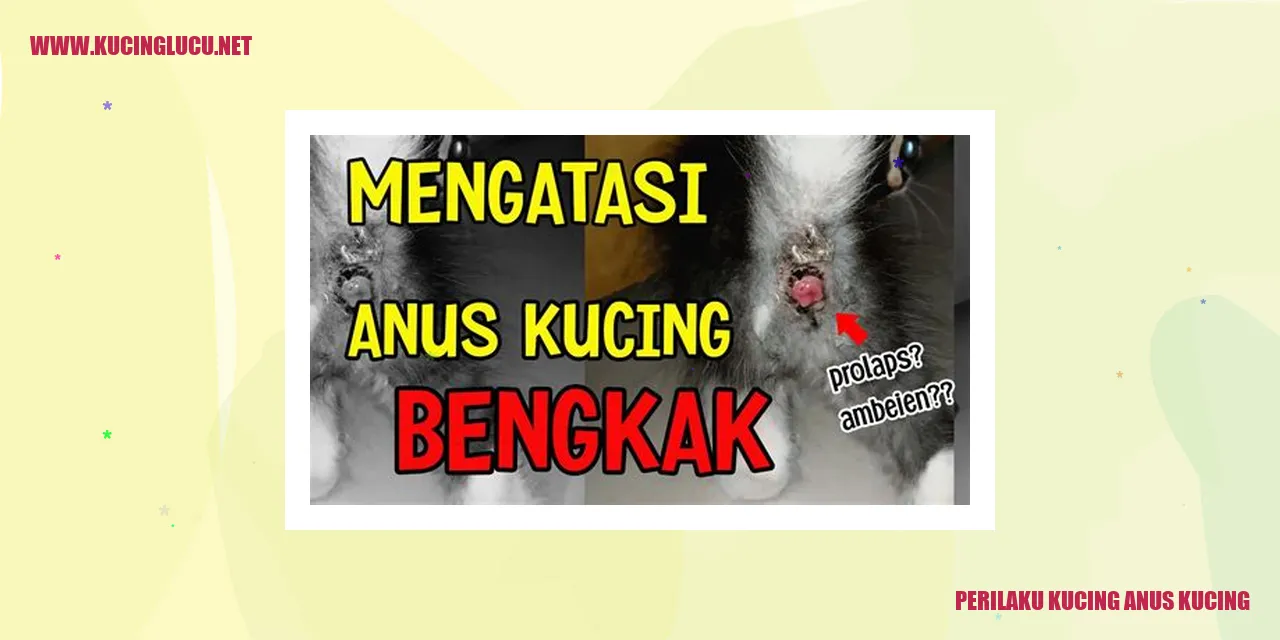anatomi kucing dengan anus tertutup