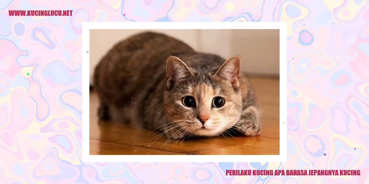 Gambar kucing menggemaskan