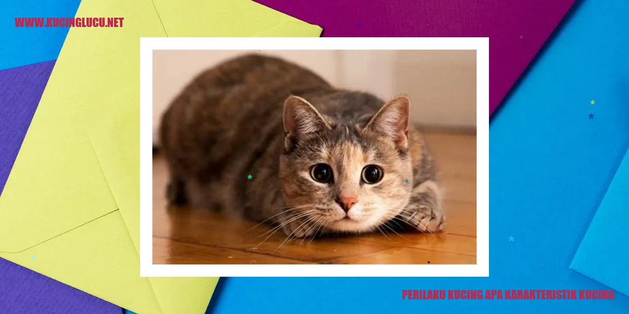 Gambar Kucing yang Menggemaskan