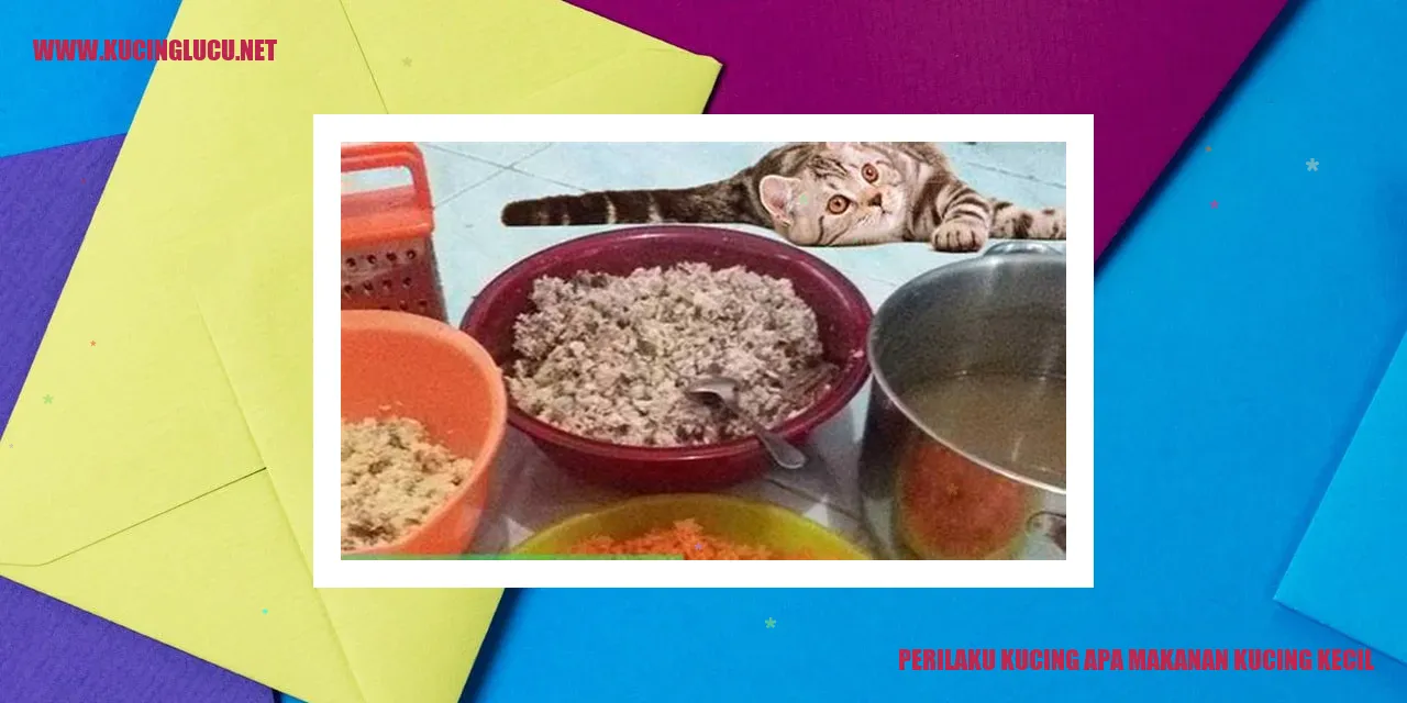 Perilaku Kucing dan Makanan Kucing Kecil