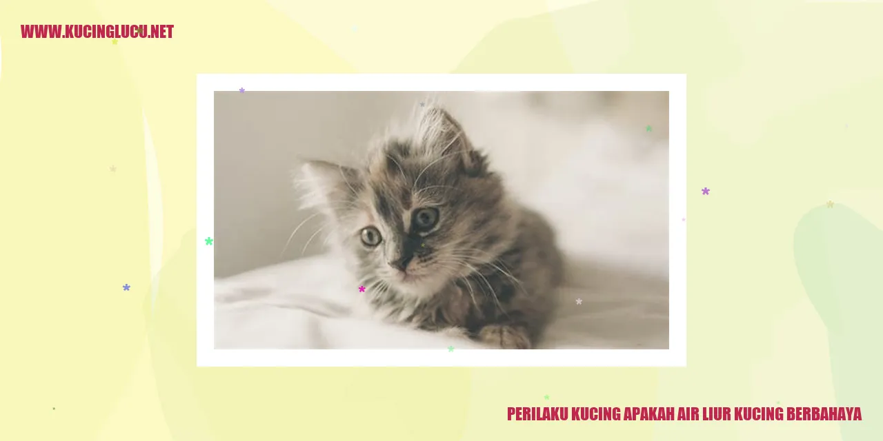 Perilaku Kucing dan Air Liur Kucing