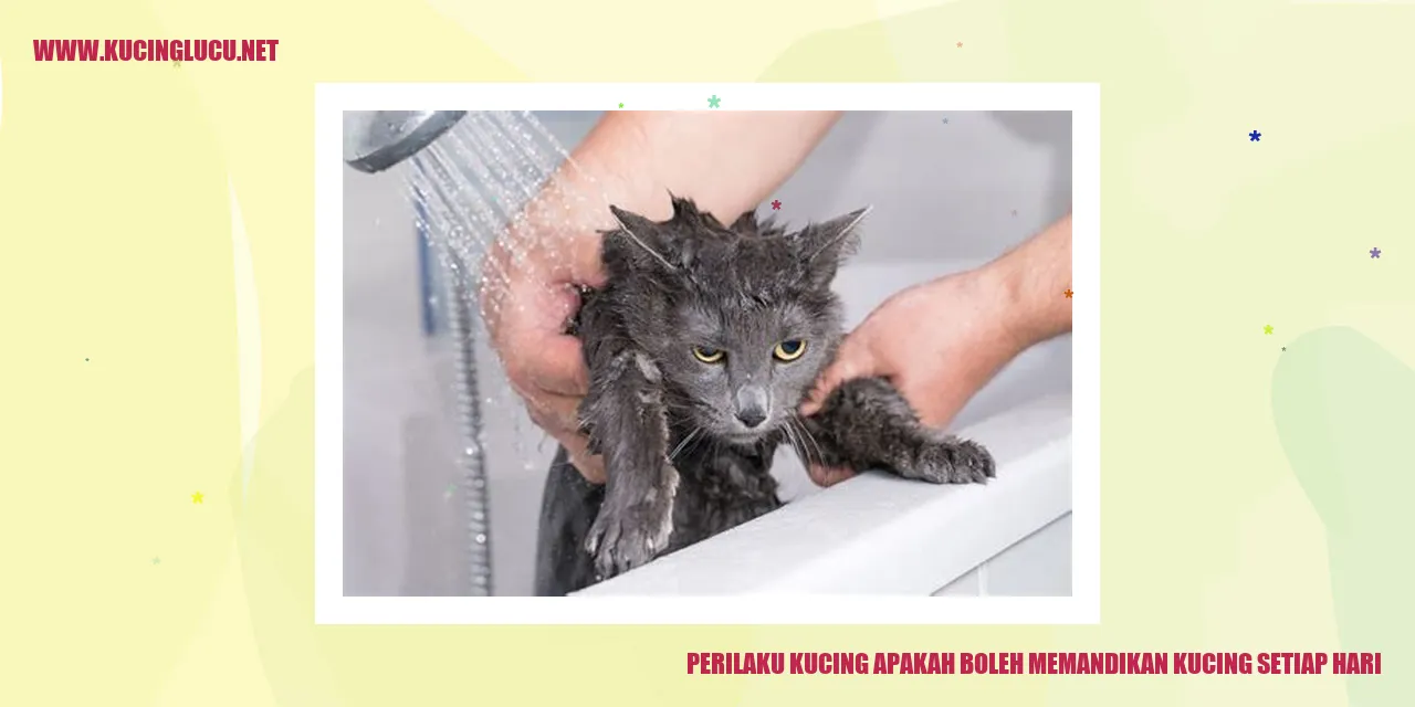 kucing sedang mandi