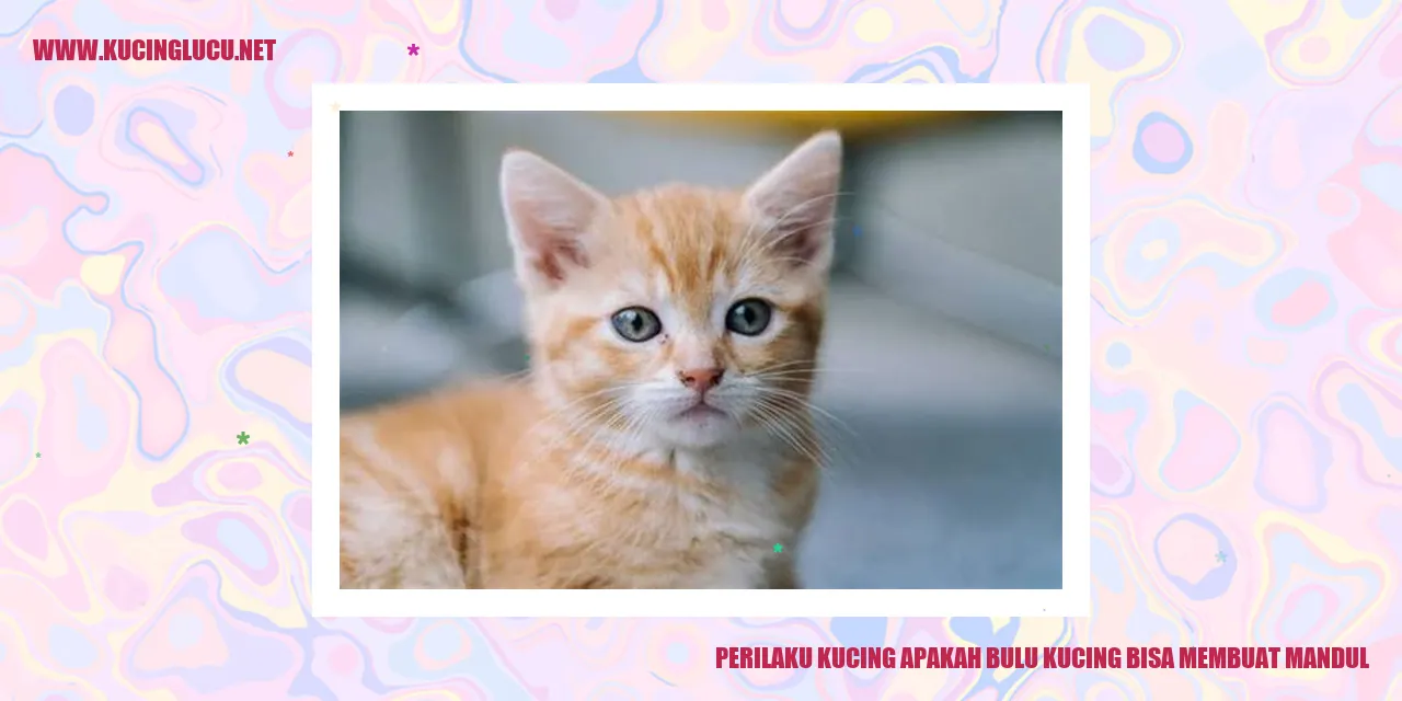 Kucing Bulu