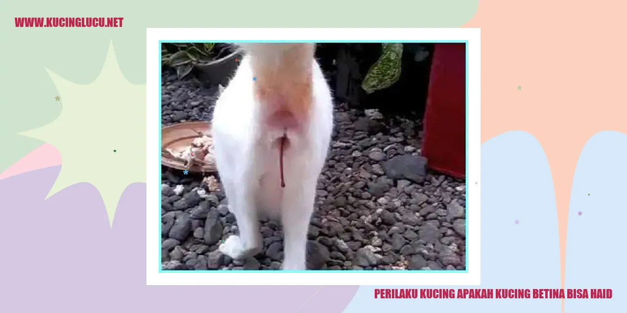 Perilaku Kucing