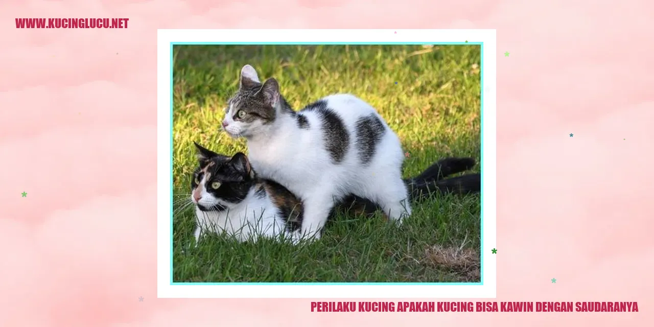 Perilaku Kucing: Apakah Kucing Bisa Kawin dengan Saudaranya?