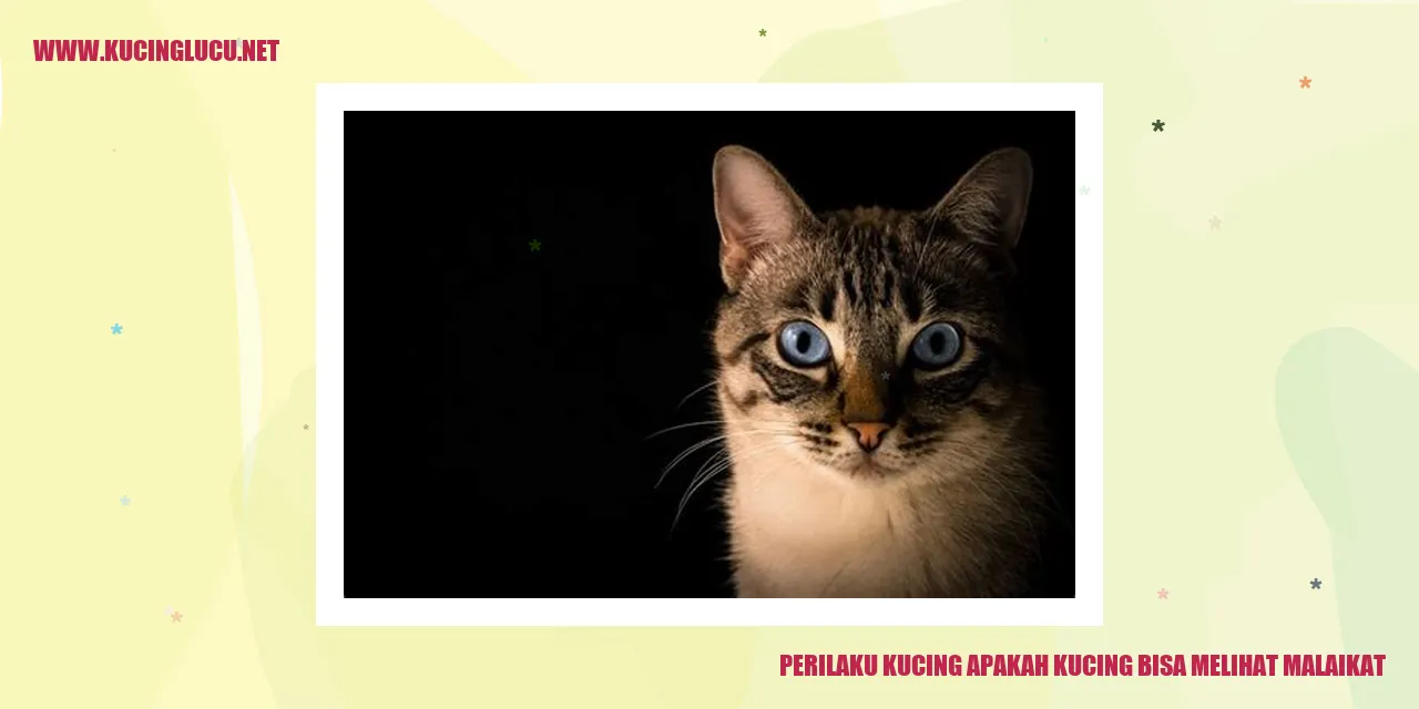 Gambar Kucing