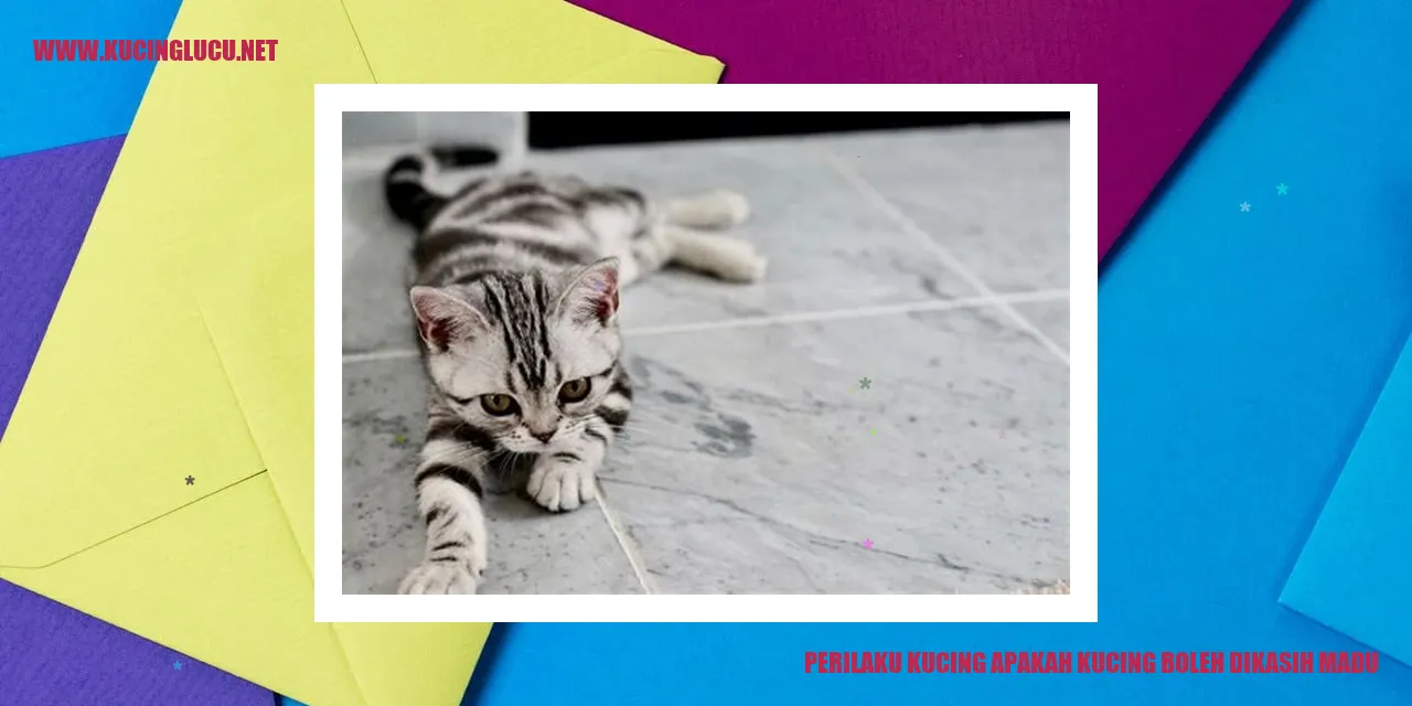 Madu untuk Kucing