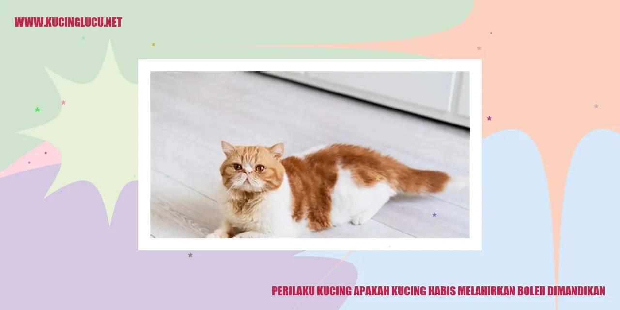 Gambar Kucing Betina Pasca Melahirkan