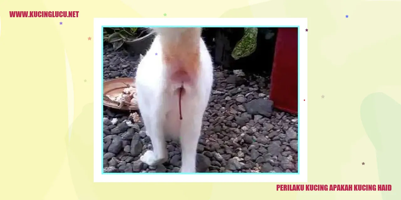 Perilaku Kucing saat masa Estrus