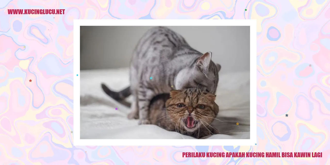Perilaku Kucing apakah kucing hamil bisa kawin lagi