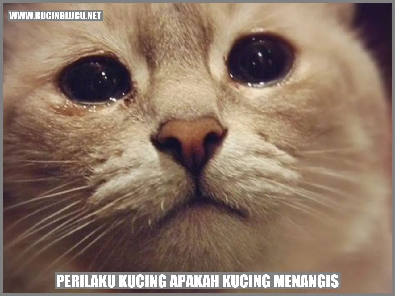 Perilaku Kucing Meneteskan Air Mata