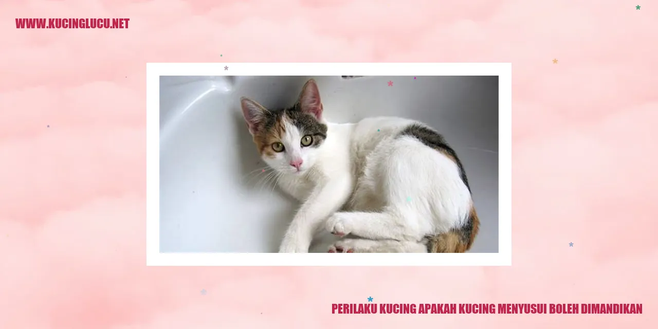 Gambar Kucing Menyusui