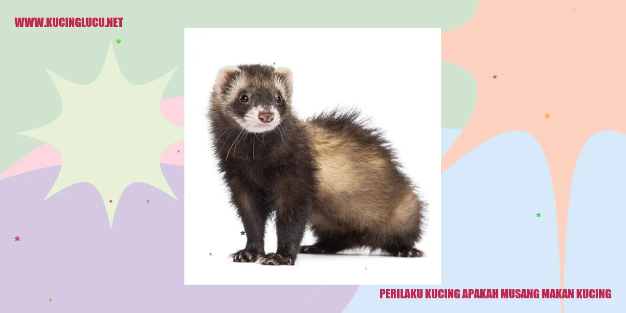 Perilaku Kucing apakah musang makan kucing