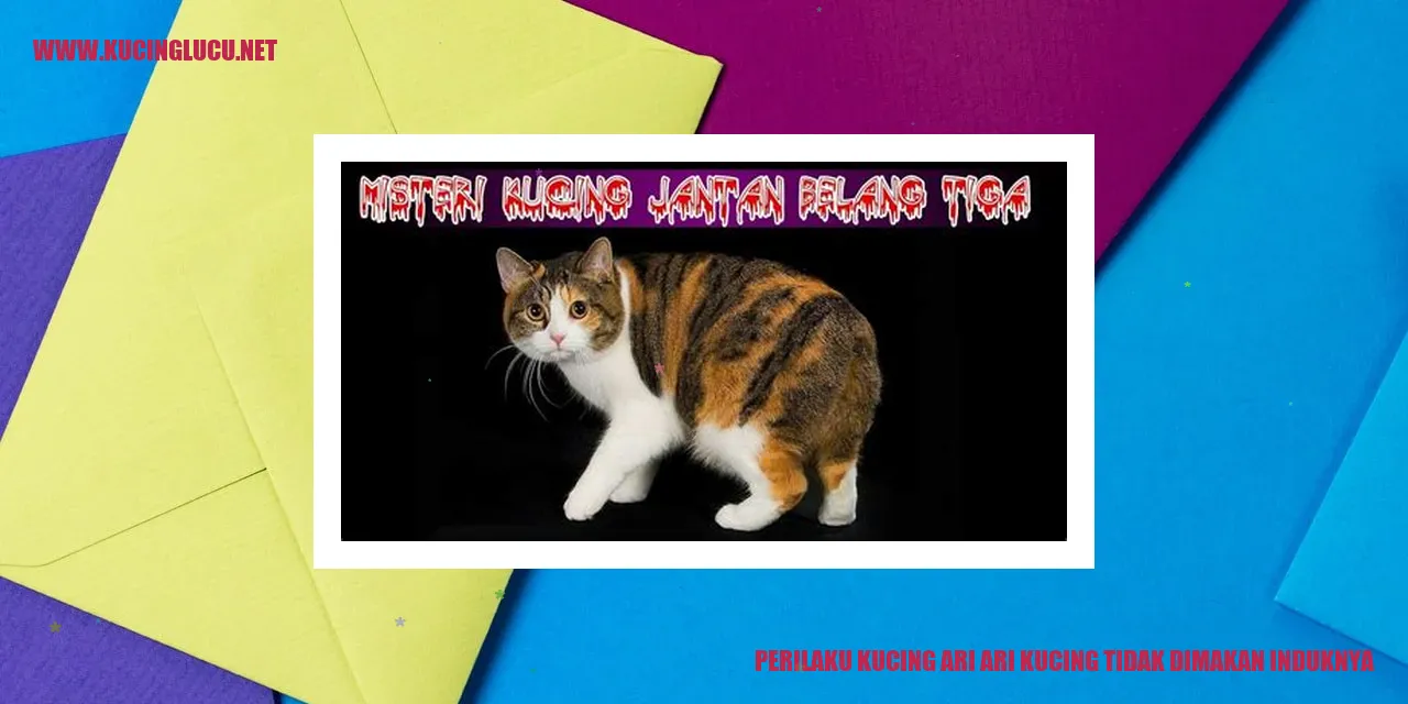 Gambar Kucing Ari-Ari
