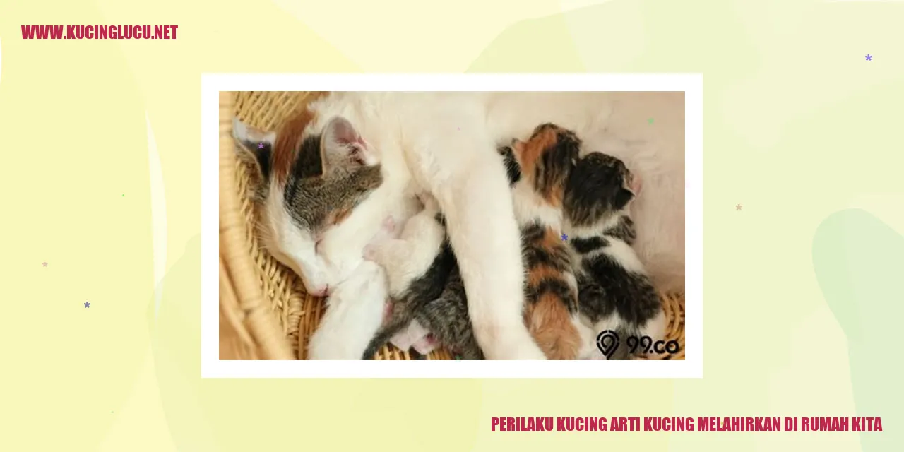 Perilaku Kucing saat Melahirkan di Rumah