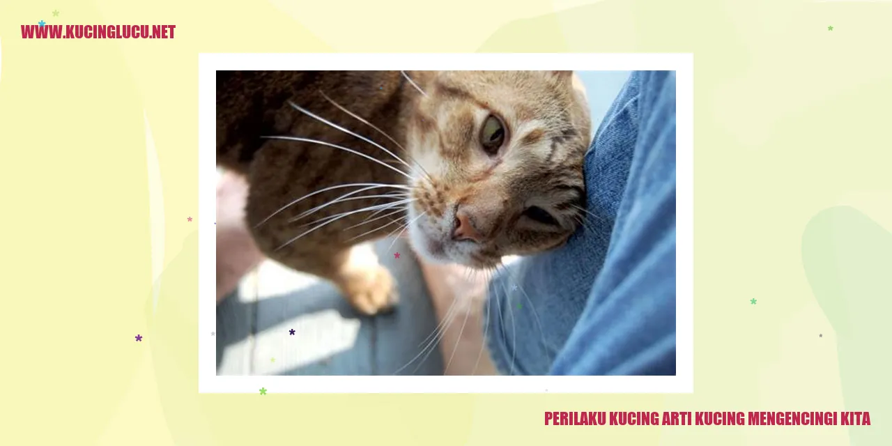 Perilaku Kucing - Mengencingi Kita