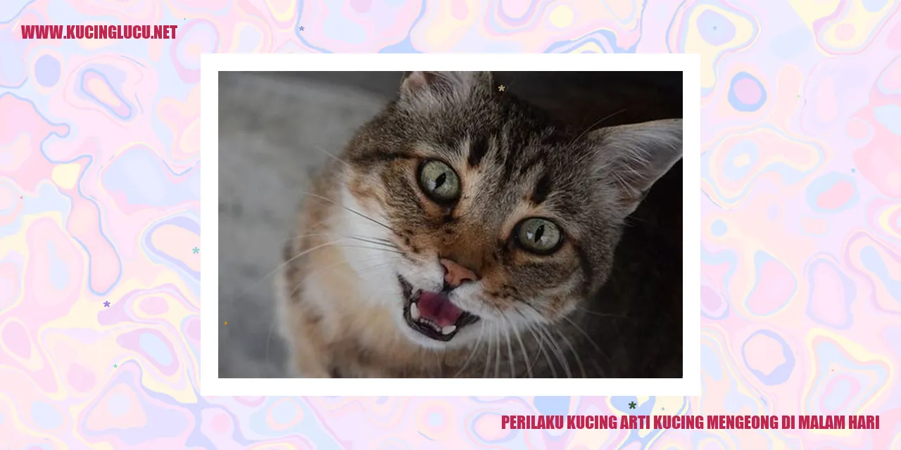 Perilaku Kucing Mengeong di Malam Hari