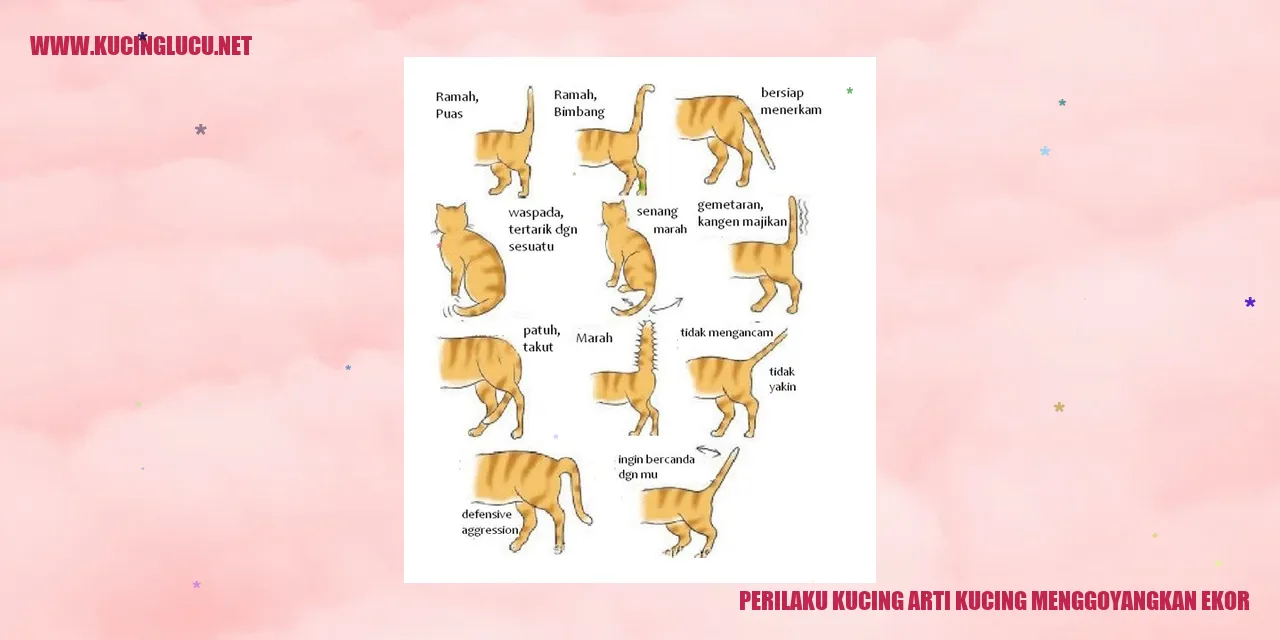 Perilaku Kucing: Arti Menggerakkan Ekor