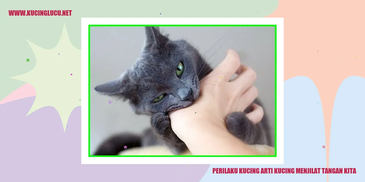 Perilaku Kucing Menjilat Tangan