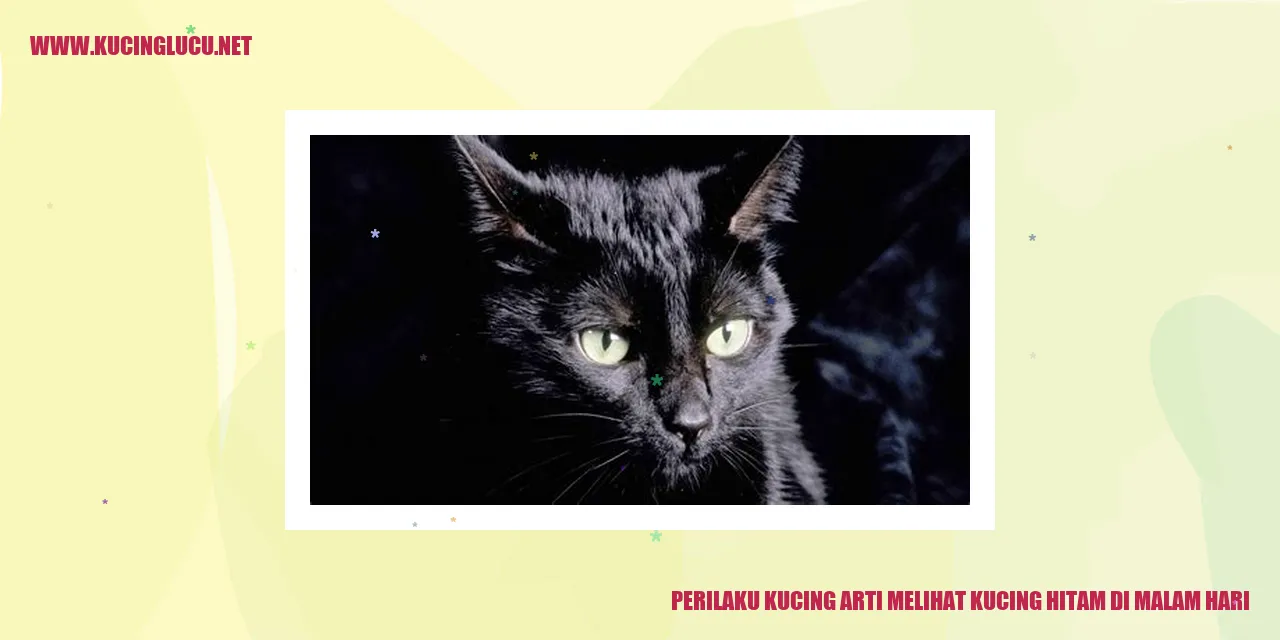 Ilustrasi Kucing Malam Hari